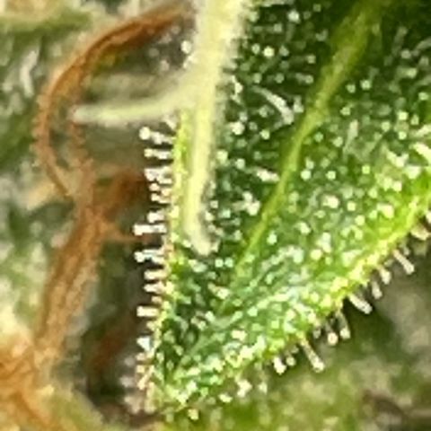 Auto Night Queen growlog photo: Geht noch bisschen 
