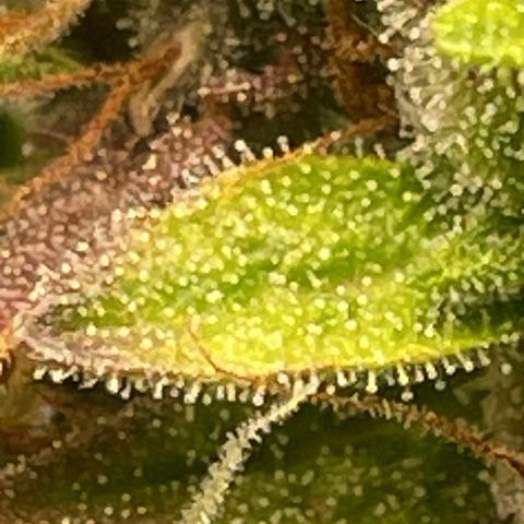 Auto Night Queen growlog photo: Geht noch bisschen 