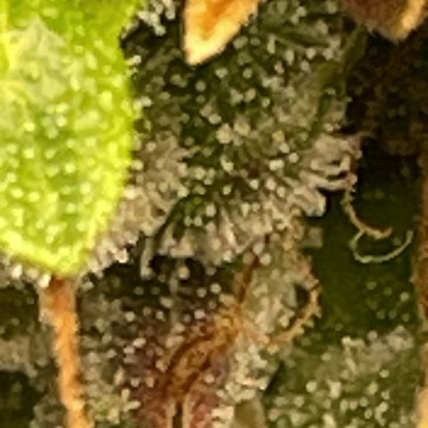 Auto Night Queen growlog photo: Geht noch bisschen 