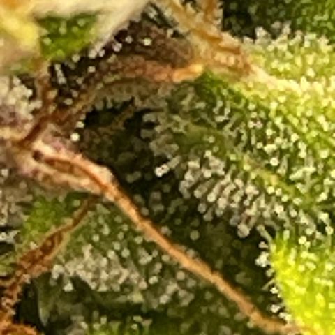 Auto Night Queen growlog photo: Geht noch bisschen 