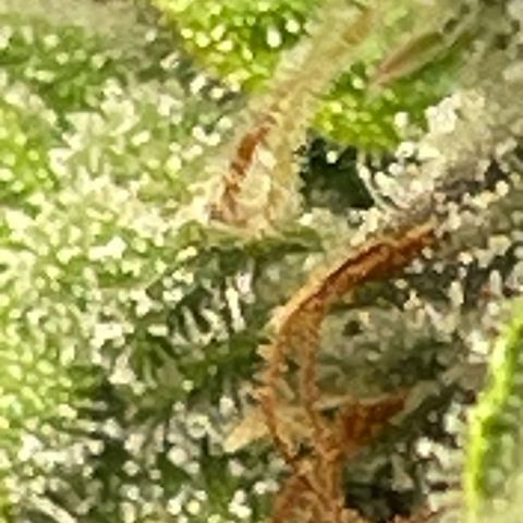 Auto Night Queen growlog photo: Geht noch bisschen 