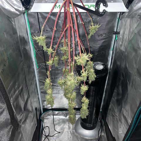 Auto Night Queen growlog photo: Jettt heißt es 2 Wochen warten😅