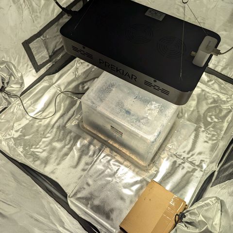 Amnesia Lemon growlog photo: Here we go 👌