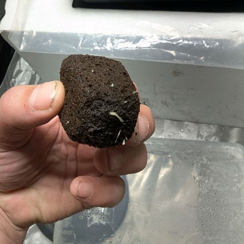 Amnesia Lemon growlog photo: Roots showing already 😎