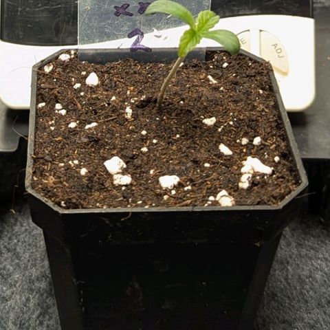 White Widow XXL growlog photo: 1l pot 