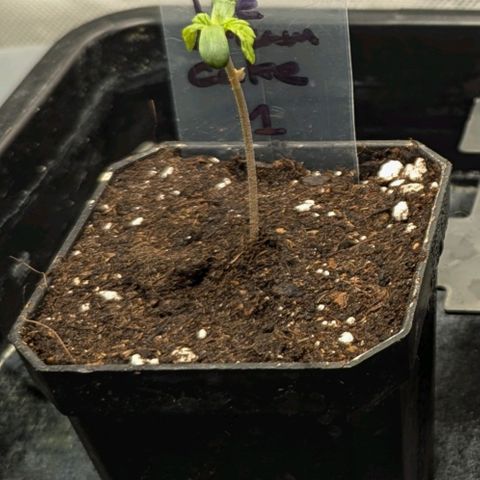 Ice Cream Cake growlog photo: 1l pot 