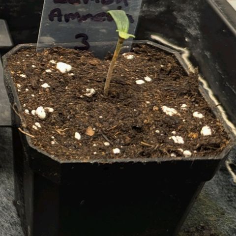 Amnesia Lemon growlog photo: 1l pot