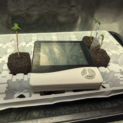 Amnesia Lemon growlog timeline photo