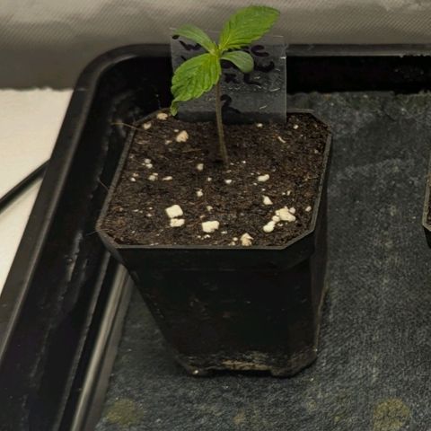 White Widow XXL growlog timeline photo