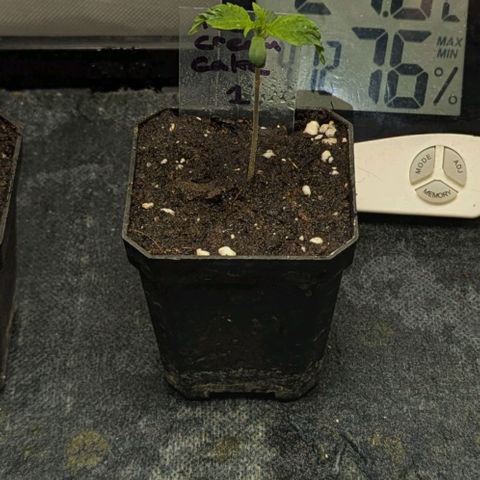 Ice Cream Cake growlog timeline photo