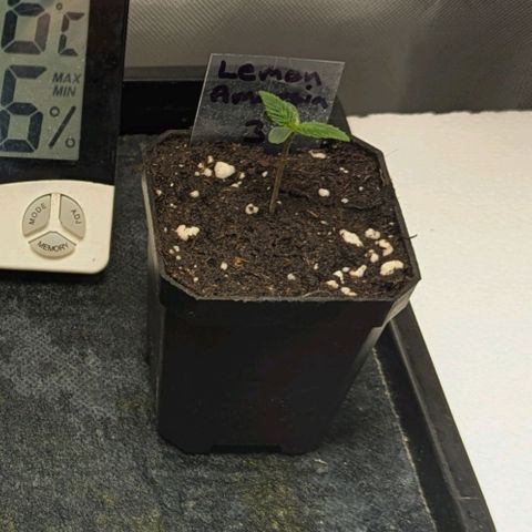 Amnesia Lemon growlog timeline photo