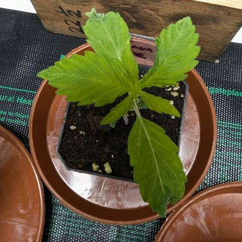 Ice Cream Cake growlog timeline photo