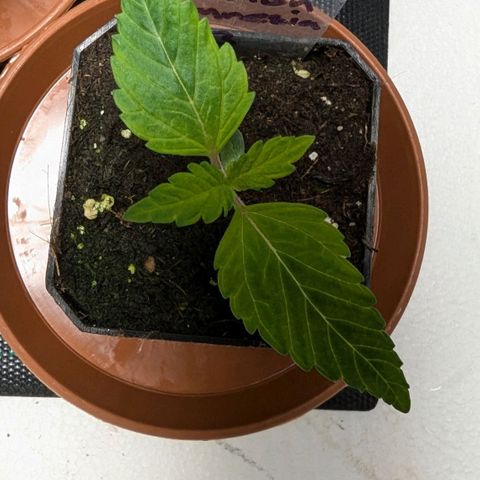 Amnesia Lemon growlog timeline photo