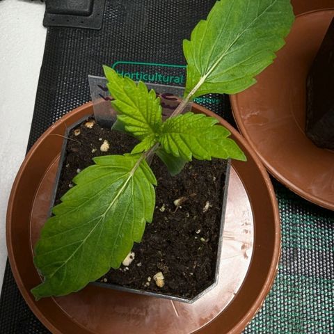 White Widow XXL growlog timeline photo