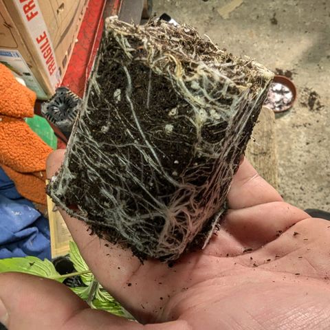 Ice Cream Cake growlog photo: Transplant 