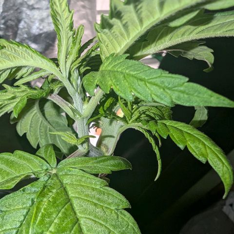 Ice Cream Cake growlog photo: Check out this funky growth... Has like 6-8 heads growing out of a section that looks flat and rounded ( like a peace of celery ) 

Will keep you updated.