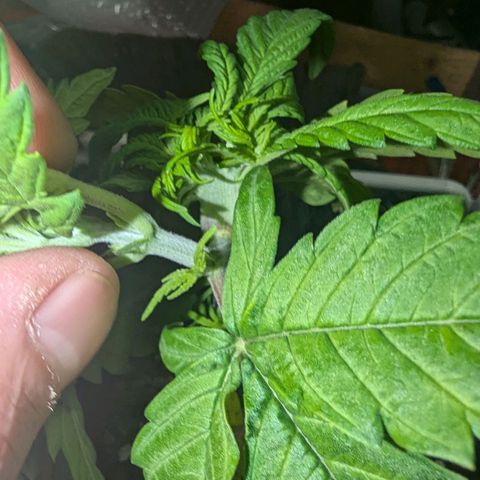 Ice Cream Cake growlog photo: Check out this funky growth... Has like 6-8 heads growing out of a section that looks flat and rounded ( like a peace of celery ) 

Will keep you updated.