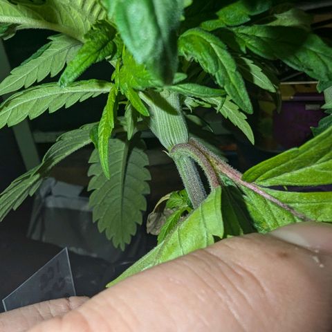 Ice Cream Cake growlog photo: Check out this funky growth... Has like 6-8 heads growing out of a section that looks flat and rounded ( like a peace of celery ) 

Will keep you updated.
