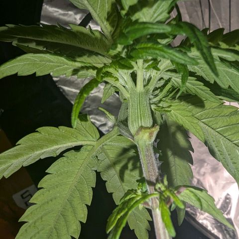 Ice Cream Cake growlog photo: Check out this funky growth... Has like 6-8 heads growing out of a section that looks flat and rounded ( like a peace of celery ) 

Will keep you updated.