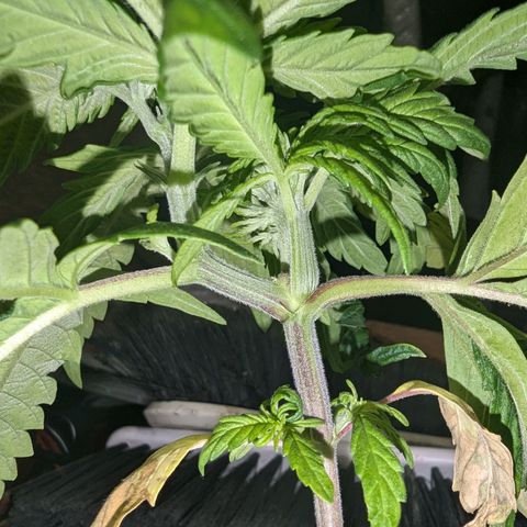 Ice Cream Cake growlog photo: Check out this funky growth... Has like 6-8 heads growing out of a section that looks flat and rounded ( like a peace of celery ) 

Will keep you updated.
