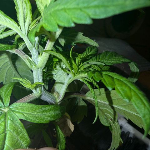 Ice Cream Cake growlog photo: Check out this funky growth... Has like 6-8 heads growing out of a section that looks flat and rounded ( like a peace of celery ) 

Will keep you updated.
