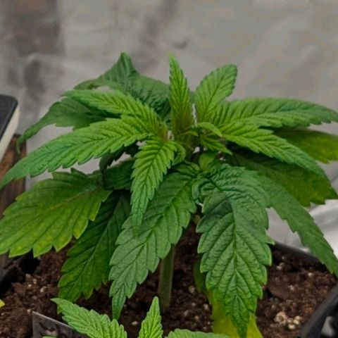 White Widow XXL growlog photo: Doing well. 