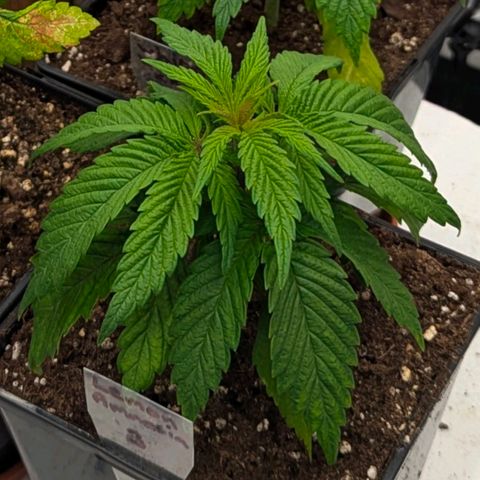 Amnesia Lemon growlog photo: Doing well. 