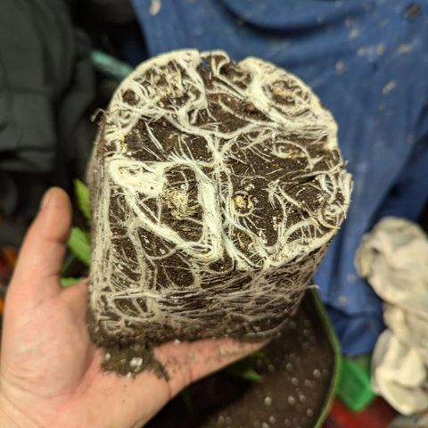 White Widow XXL growlog timeline photo