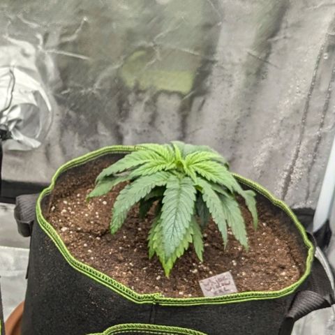 White Widow XXL growlog timeline photo