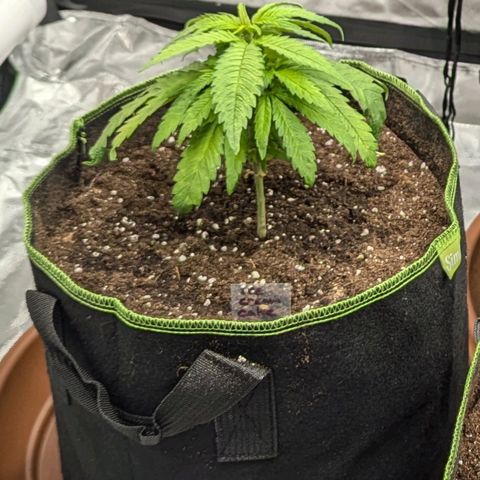 Ice Cream Cake growlog photo: Potted up today....
20L pots with all mix, 2L worm casting, 150ml Dr forest veg, added Dr forest mycorrhizal fnnghi to exposed roots. Light watering. 