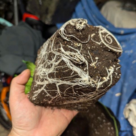 Ice Cream Cake growlog photo: Potted up today....
20L pots with all mix, 2L worm casting, 150ml Dr forest veg, added Dr forest mycorrhizal fnnghi to exposed roots. Light watering. 