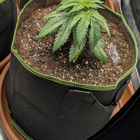 Amnesia Lemon growlog photo: Potted up today....
20L pots with all mix, 2L worm casting, 150ml Dr forest veg, added Dr forest mycorrhizal fnnghi to exposed roots. Light watering. 