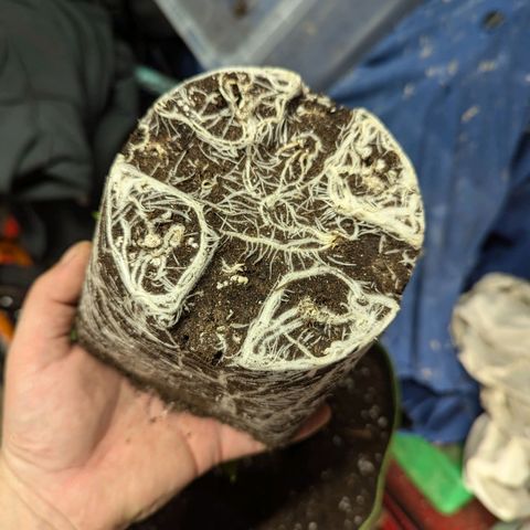 Amnesia Lemon growlog photo: Potted up today....
20L pots with all mix, 2L worm casting, 150ml Dr forest veg, added Dr forest mycorrhizal fnnghi to exposed roots. Light watering. 