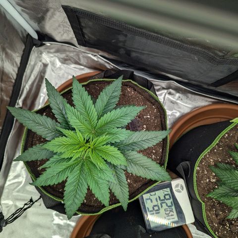 White Widow XXL growlog timeline photo