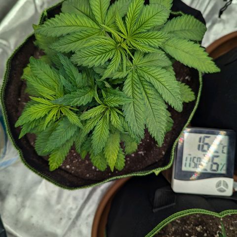 Ice Cream Cake growlog timeline photo