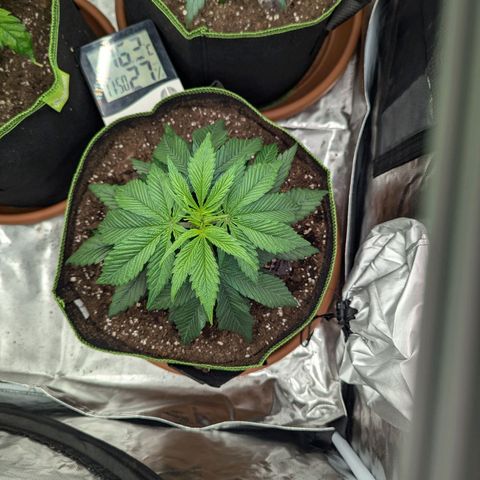 Amnesia Lemon growlog timeline photo
