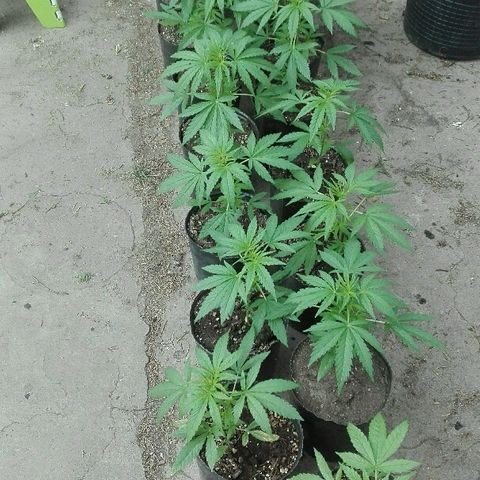 9mm Female 1 growlog timeline photo