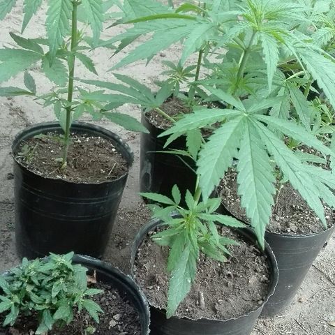9mm Female 1 growlog timeline photo