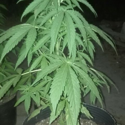 9mm Female 1 growlog timeline photo