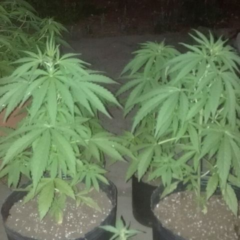 9mm Female 1 growlog timeline photo
