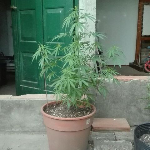 9mm Female 1 growlog timeline photo