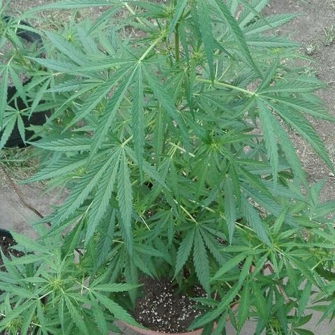9mm Female 1 growlog photo: Segunda semana de floración