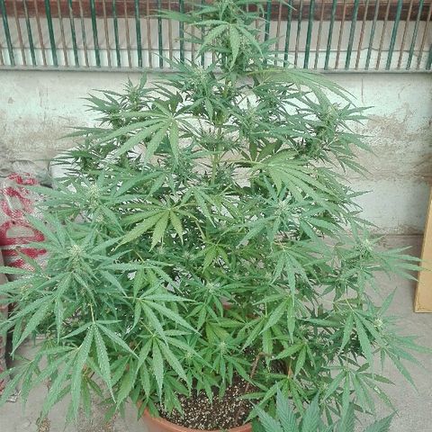 9mm Female 1 growlog timeline photo