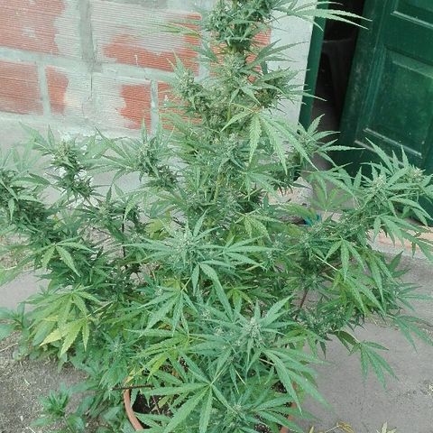 9mm Female 1 growlog timeline photo