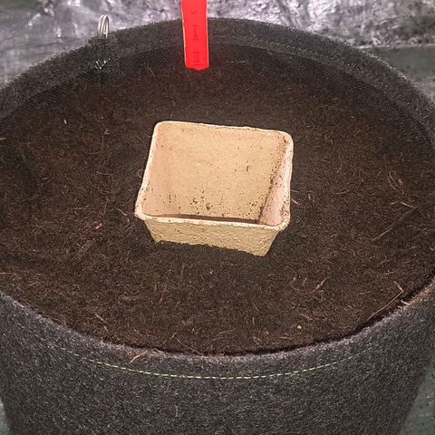 Crescendo 24/2 growlog timeline photo