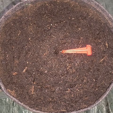 Crescendo 24/2 growlog timeline photo