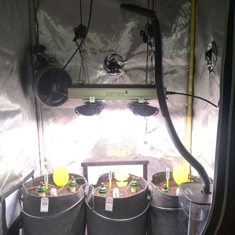 Crescendo 24/2 growlog timeline photo
