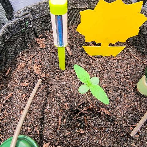Crescendo 24/2 growlog timeline photo
