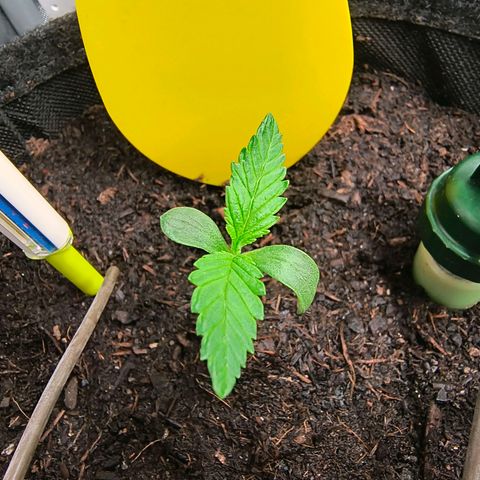 Tropicana Cookies Purple 22/1 growlog timeline photo