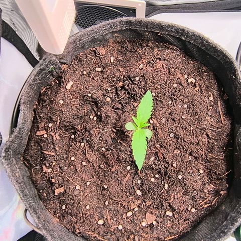 Tropicana Cookies Purple 22/1 growlog timeline photo